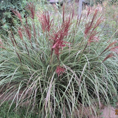 Miscanthus sinensis 'Red Chief' - Hiina siidpööris 'Red Chief' P9/0,55L